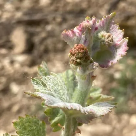 Lejlighed Au Coeur Des Vignes *