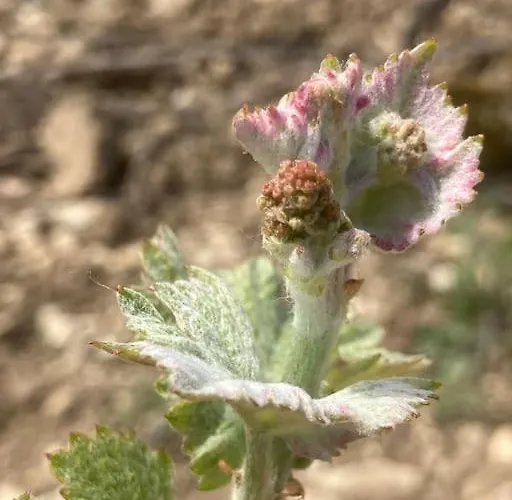 Lejlighed Au Coeur Des Vignes *